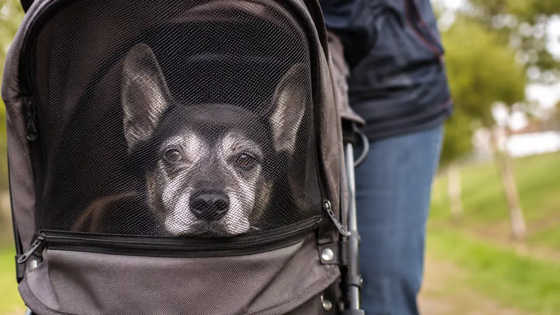 Senior dog's nose poking through the mesh side window of a pet stroller while riding past a park