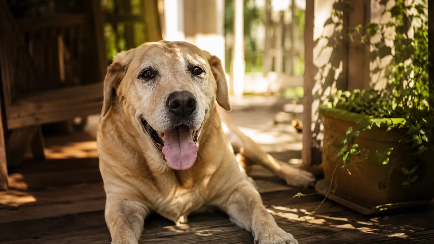 10 Reasons Dogs Overheat in Summer (and What Actually Helps)